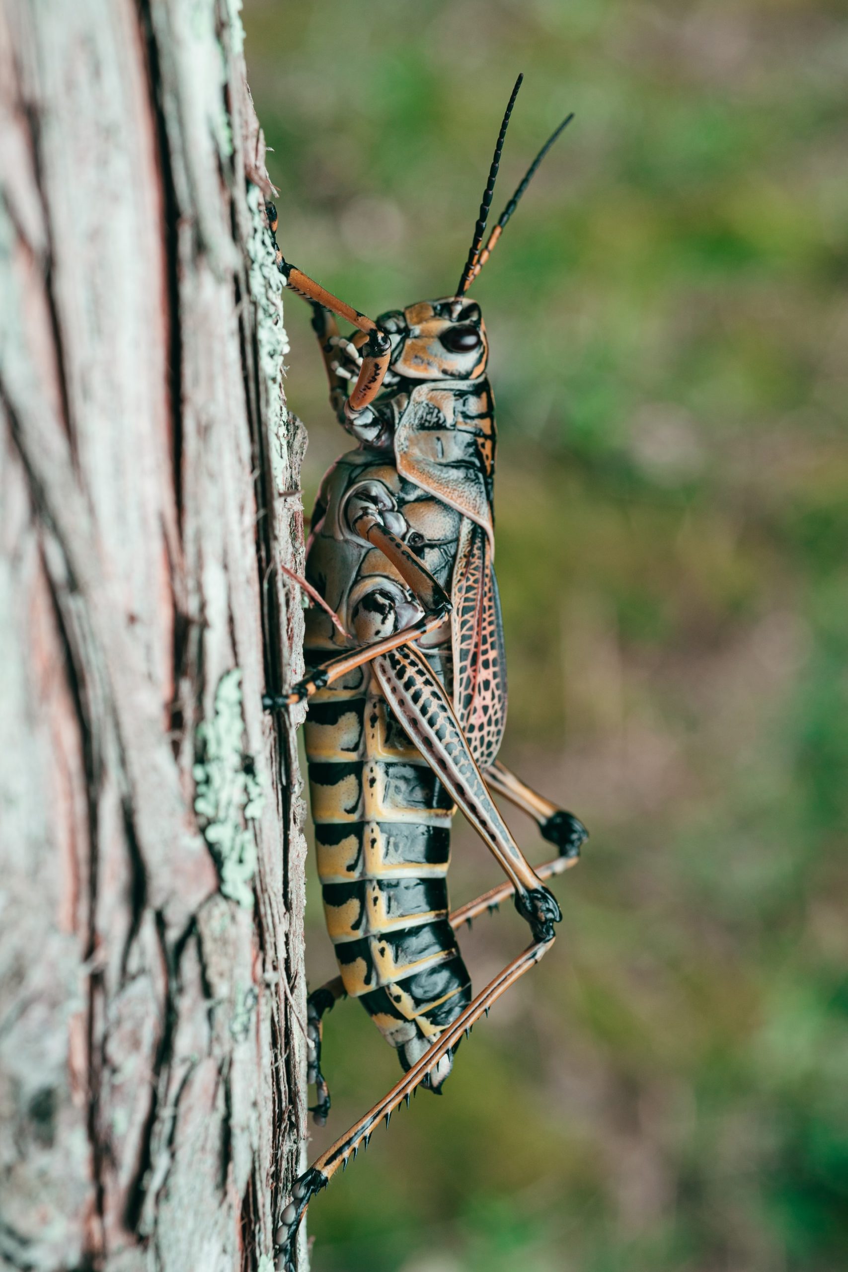 Shelach: are we Grasshoppers or Trees?