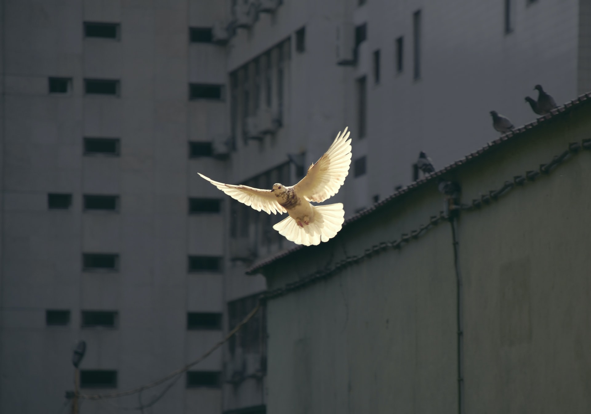 A Dove Flies Free