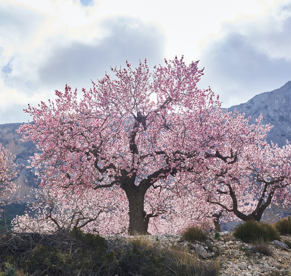 Almond Tree